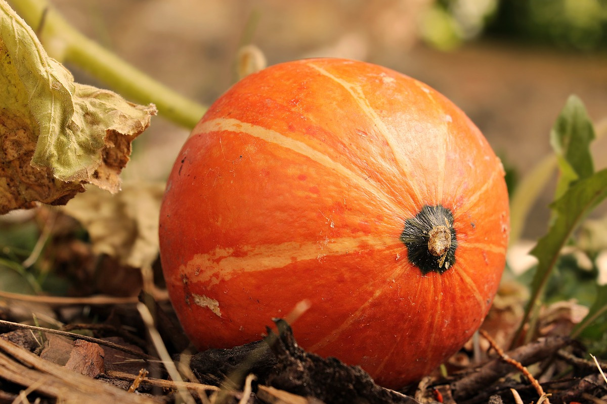 Les légumes de saison en septembre