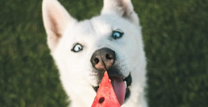 fruits chien