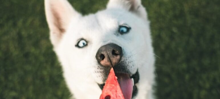 Les 10 meilleurs fruits pour la santé de votre chien